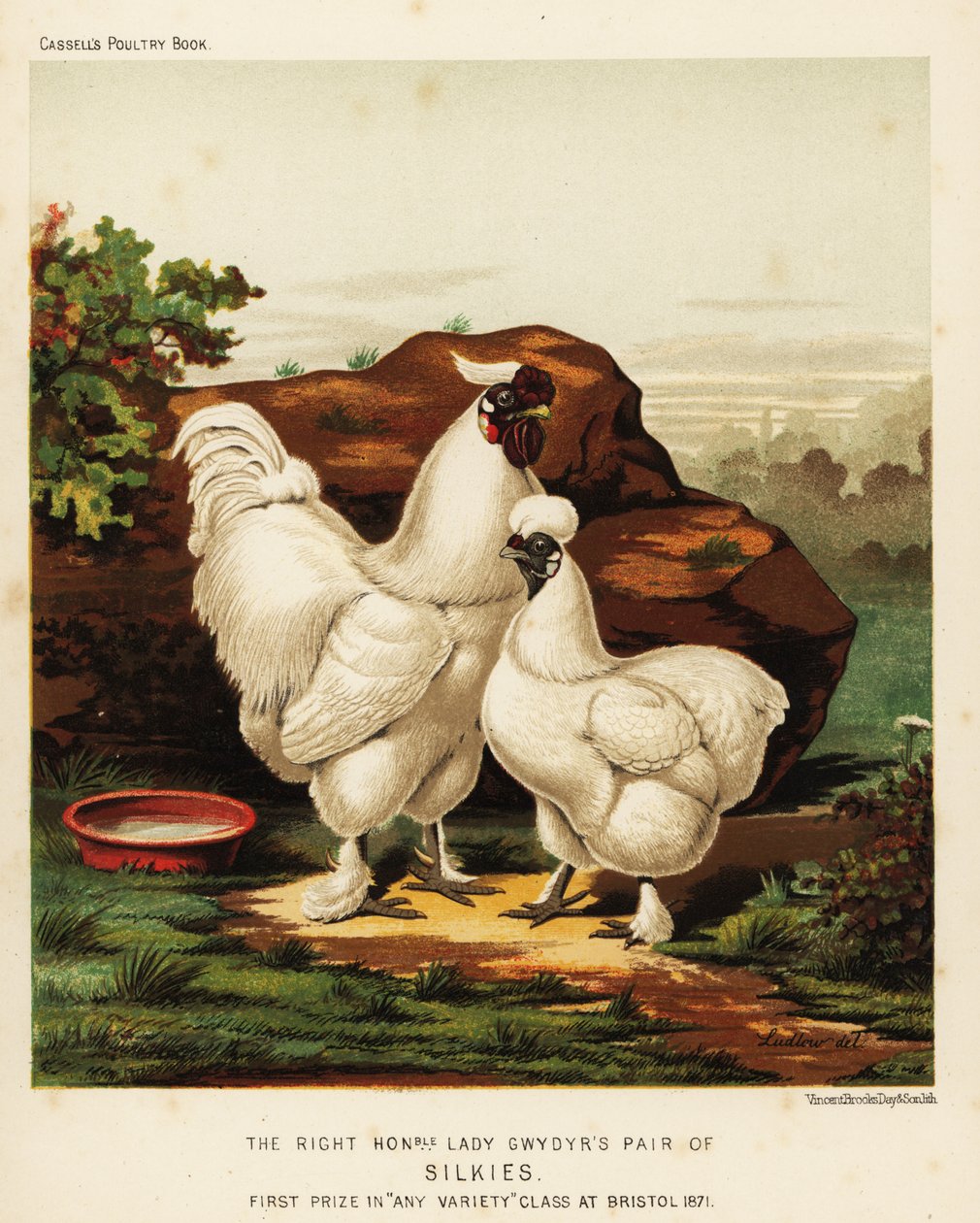 Silke eller Silkeagtig hane og høne af J. W. (after) Ludlow