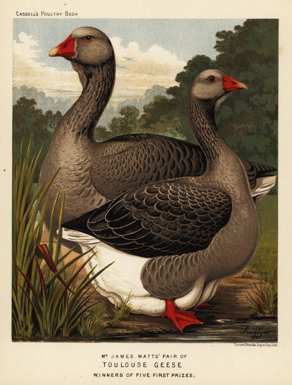 Toulouse gæs med hakkehår, hane og høne af J. W. (after) Ludlow