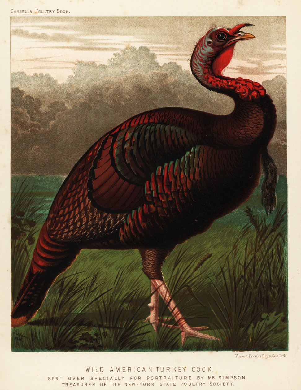 Vild amerikansk kalkunhane, Meleagris gallopavo af J. W. (after) Ludlow