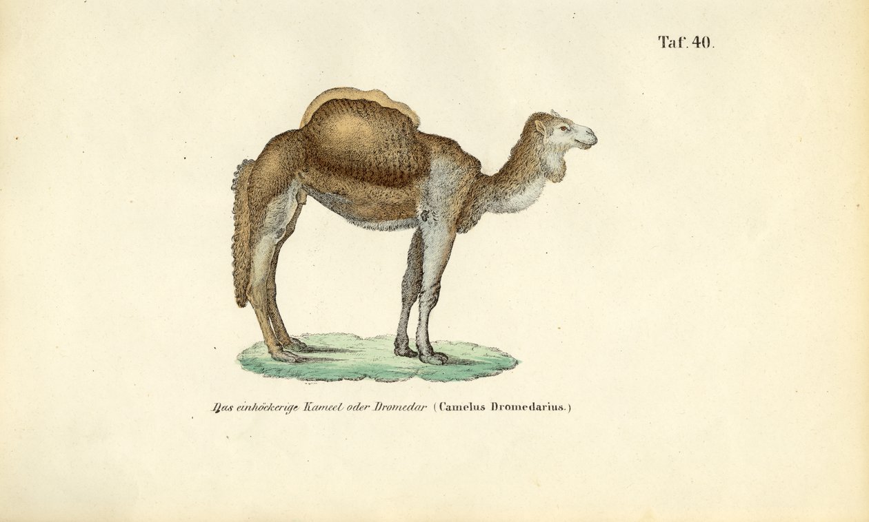 Arabisk kamel eller dromedar af J. W. Tenhaeff