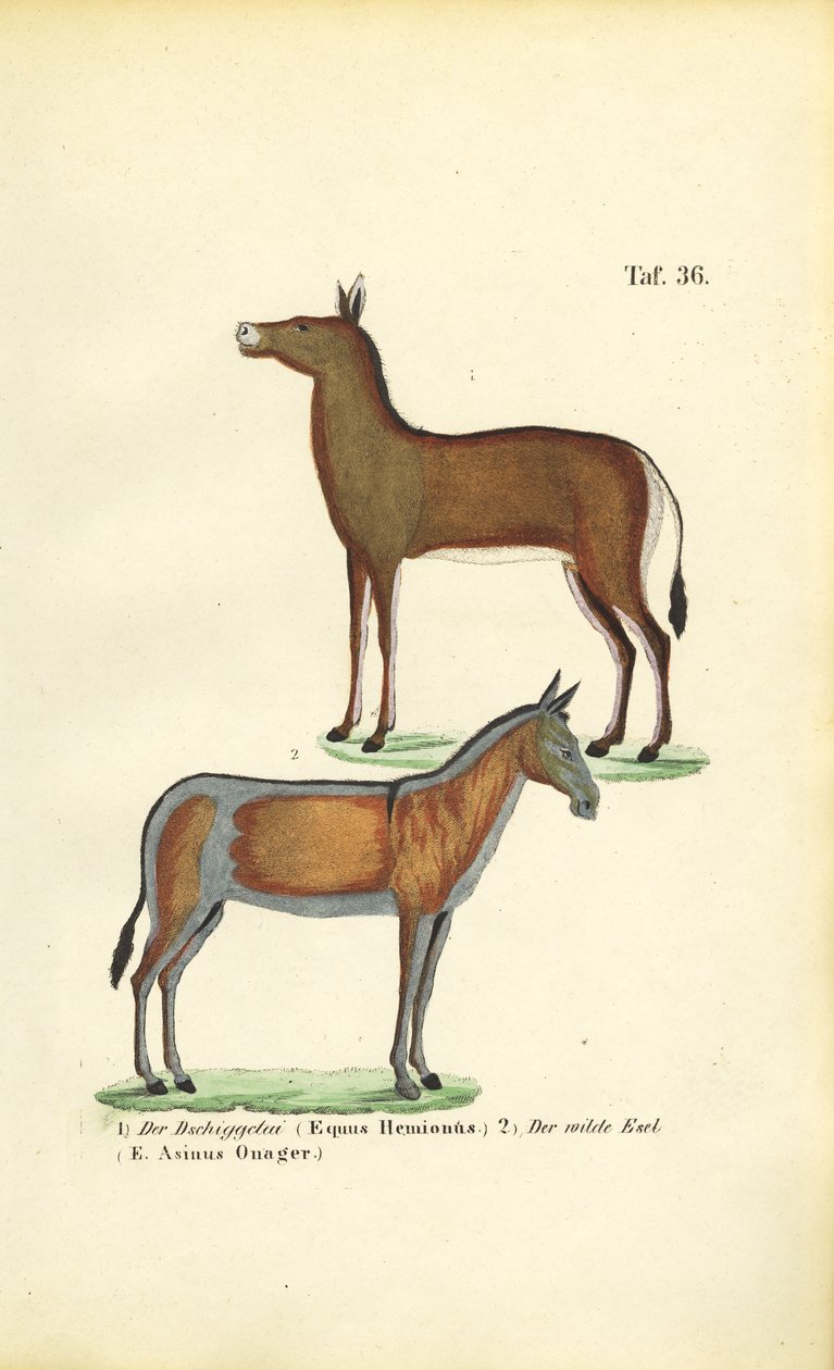 Asiatiske vilde heste: Dziggetai og Onager af J. W. Tenhaeff