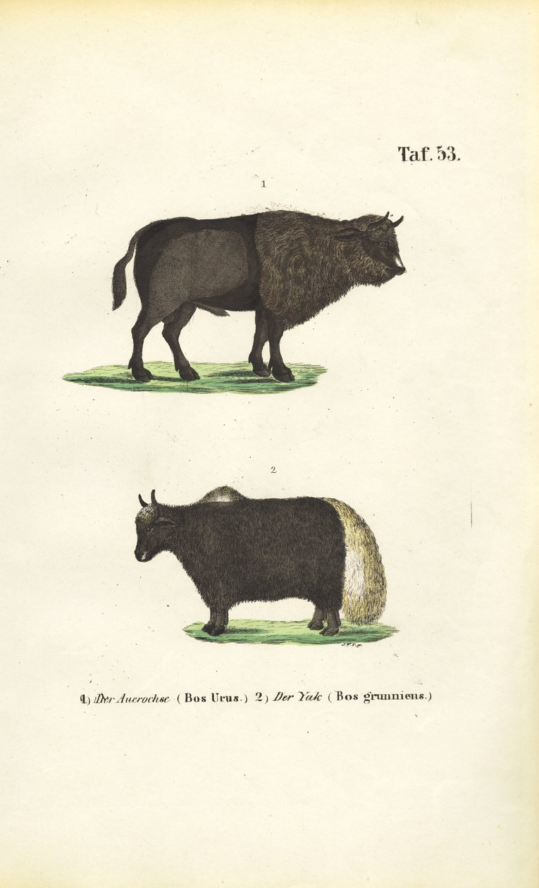Urokser og yakokser af J. W. Tenhaeff