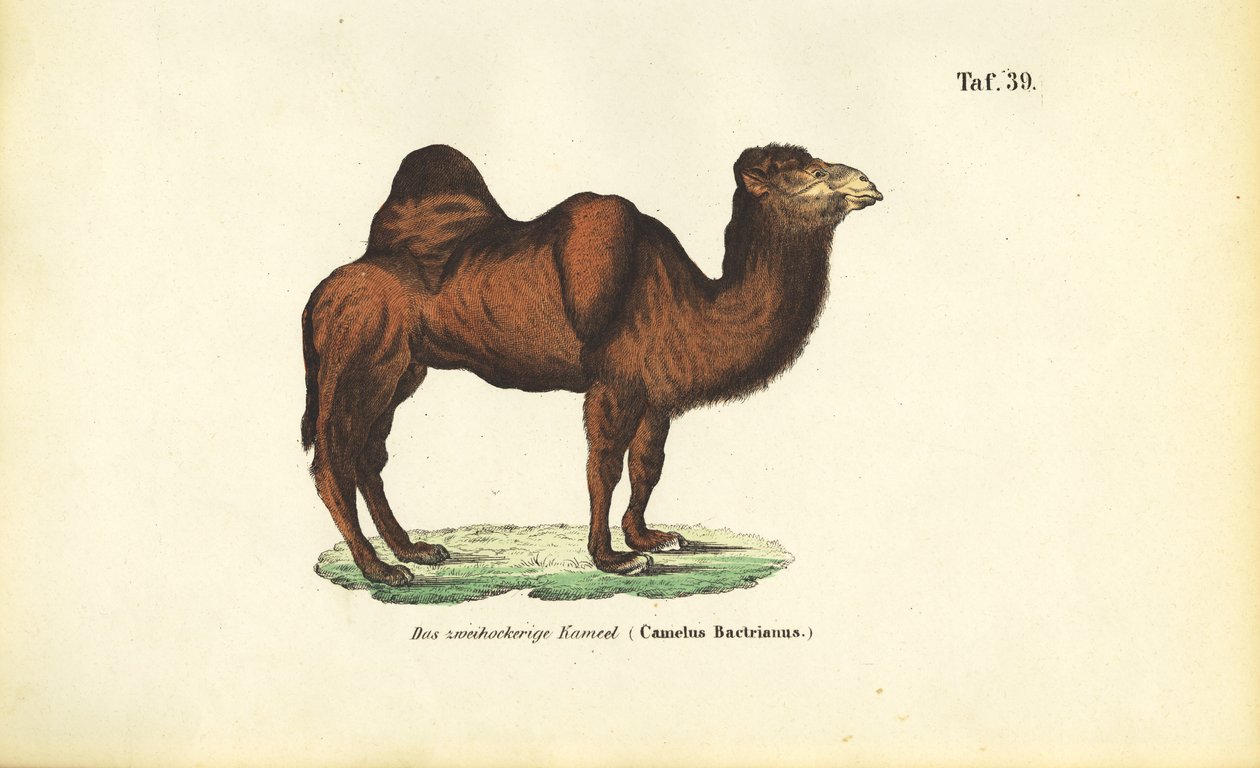 Baktrisk kamel af J. W. Tenhaeff