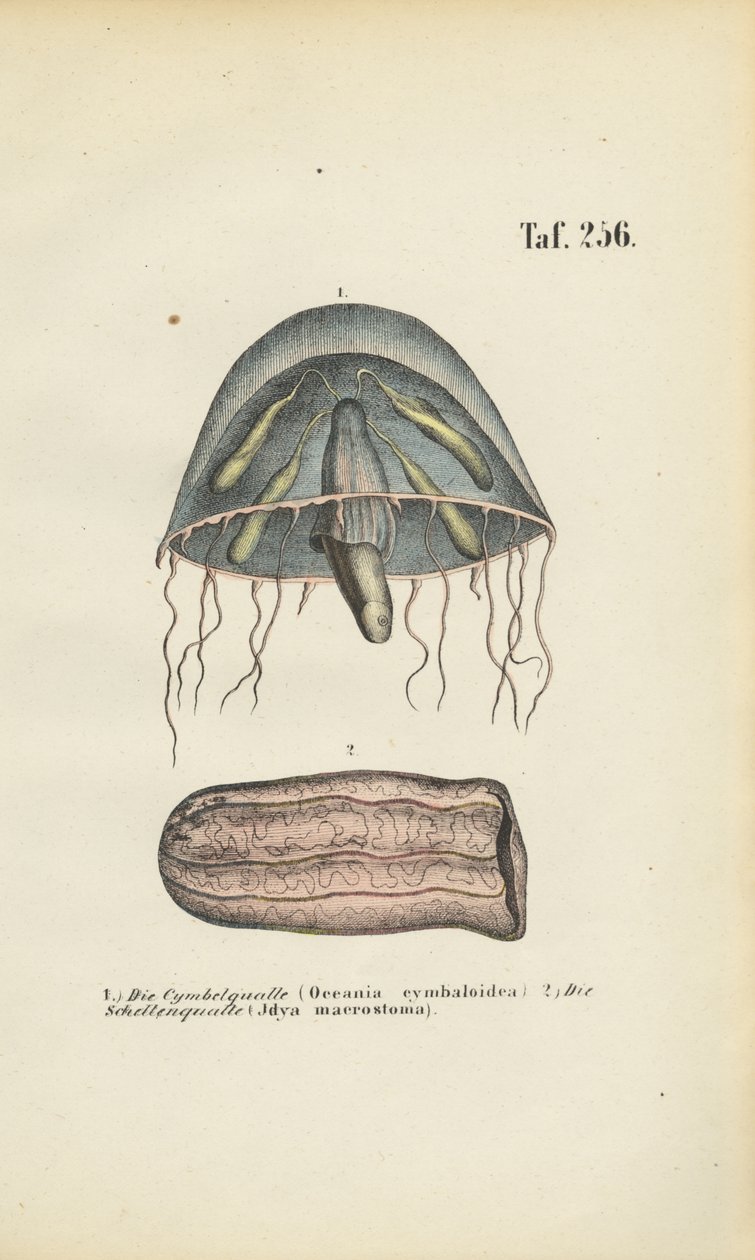 Klokkevandmænd og tøndevandmænd af J. W. Tenhaeff