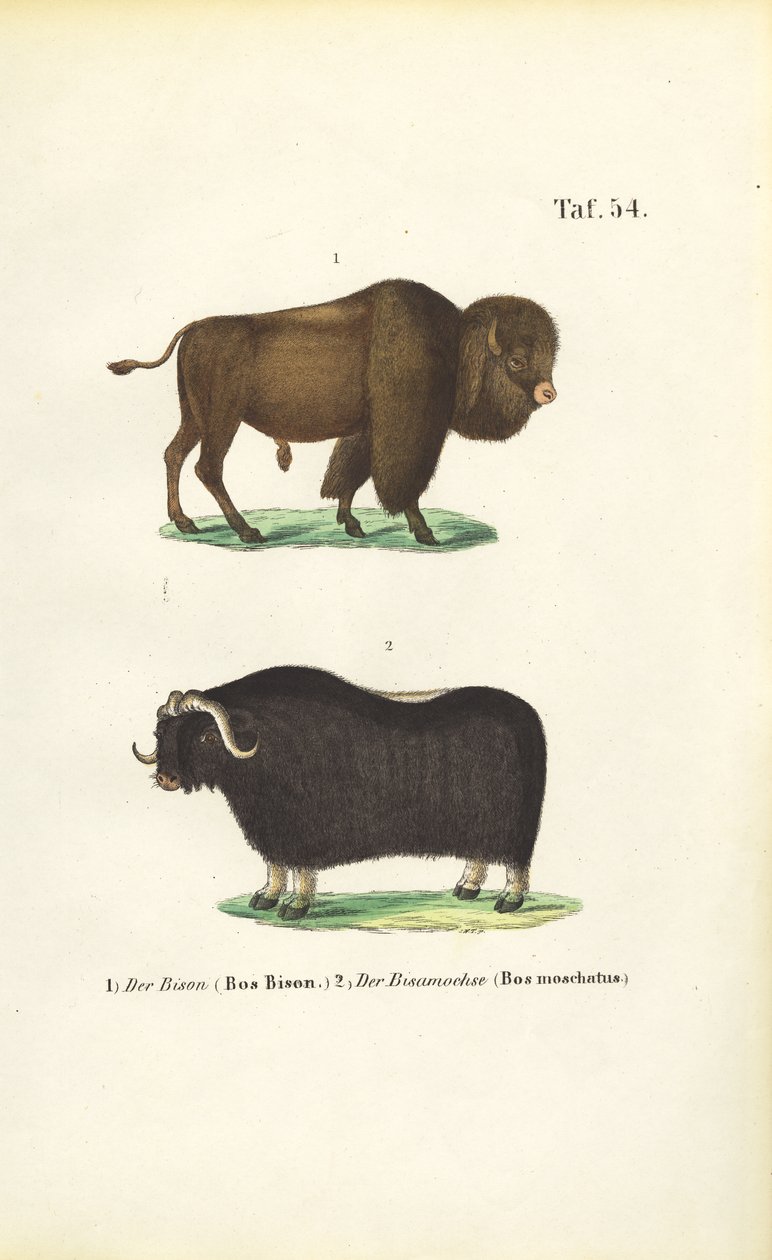 Bison og moskusokse af J. W. Tenhaeff