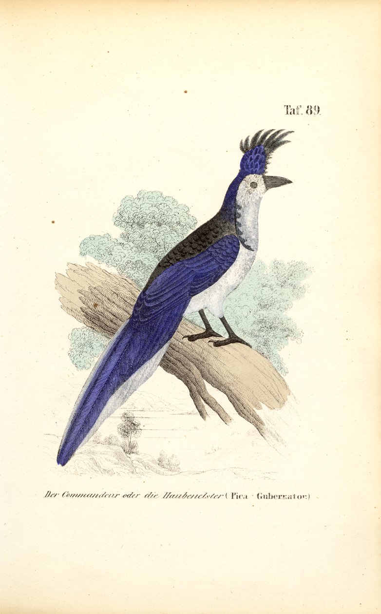  af J. W. Tenhaeff