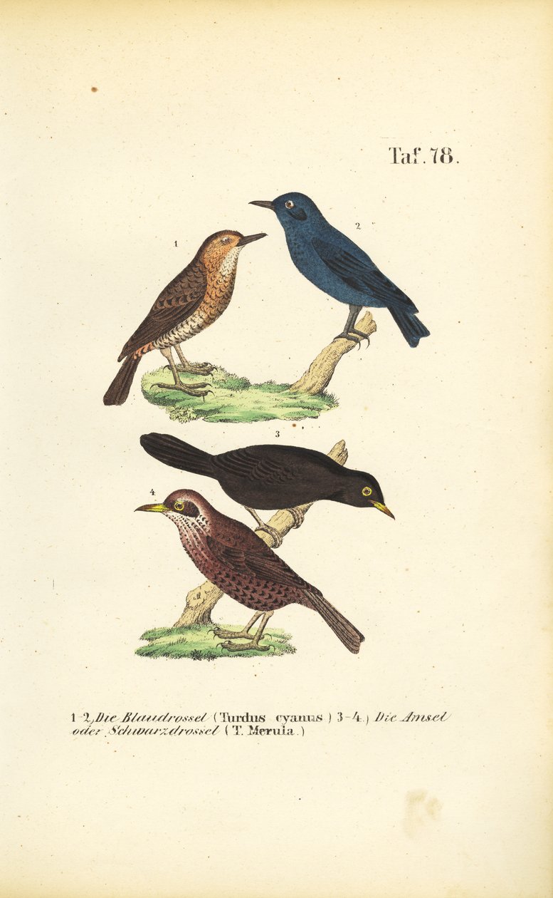 Blå klippedrossel og solsort af J. W. Tenhaeff