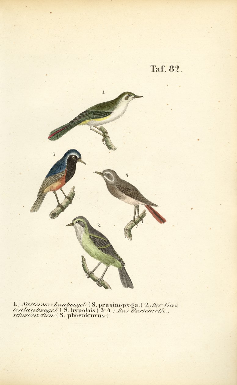 Bonellisanger og rødstjert af J. W. Tenhaeff