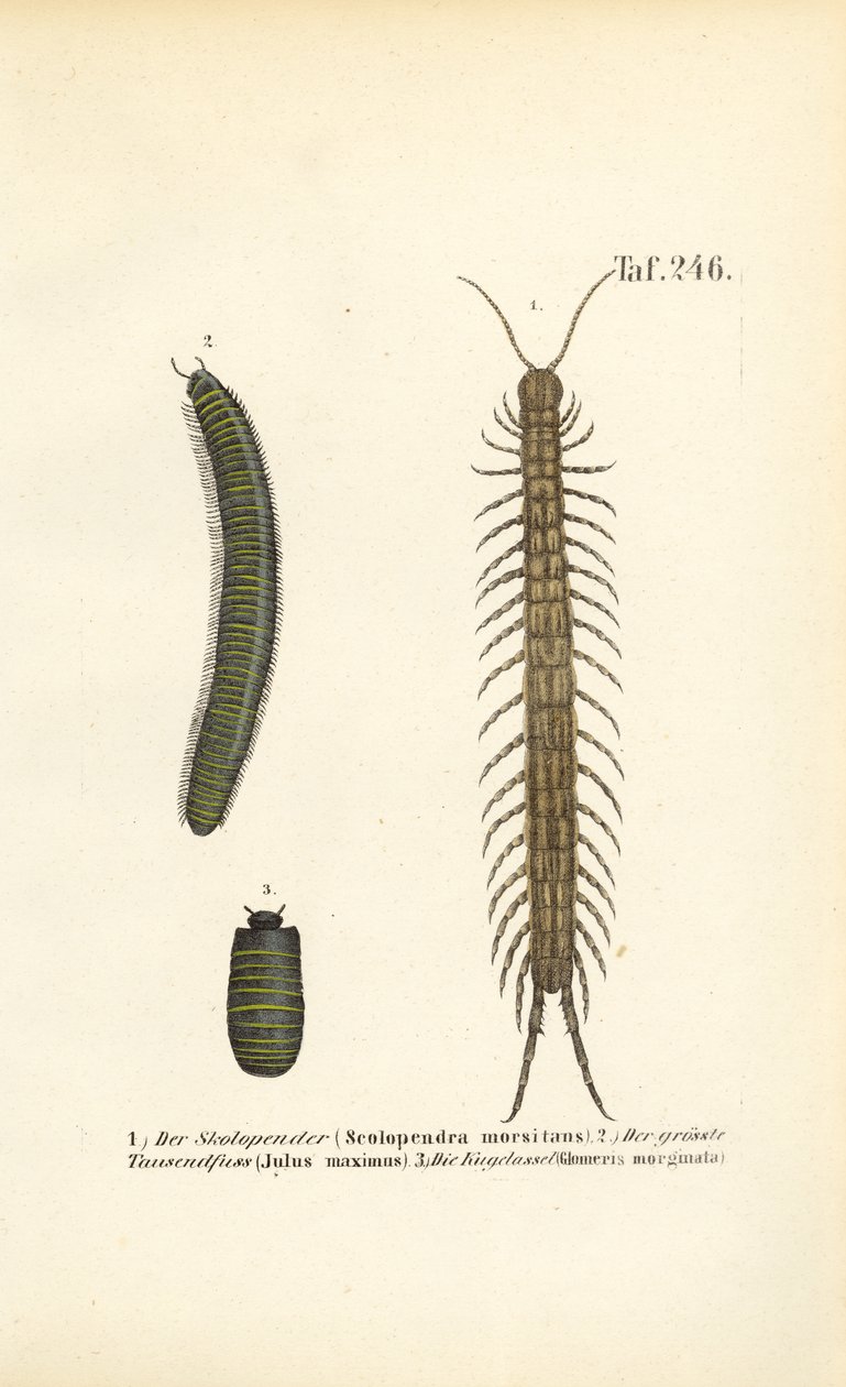 Tusindben, tusindben og pillebænkebidere af J. W. Tenhaeff