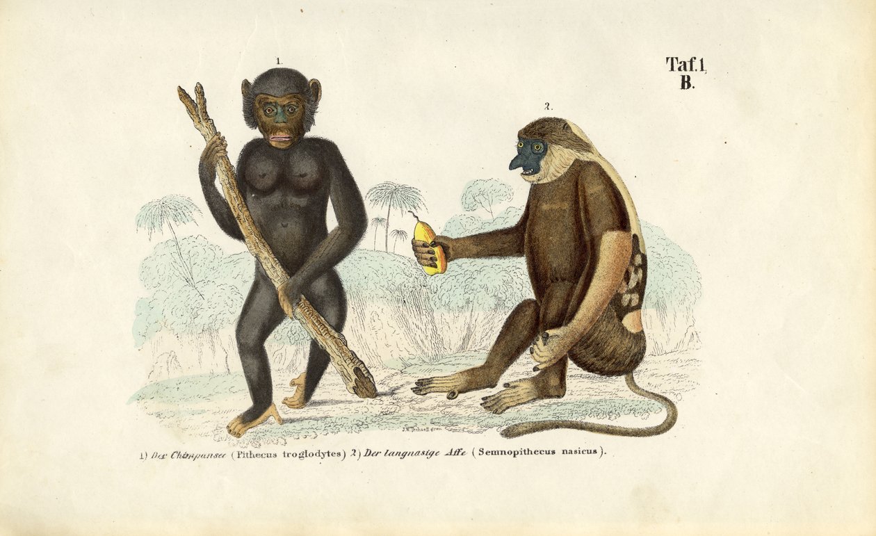 Chimpanse og næseabe af J. W. Tenhaeff
