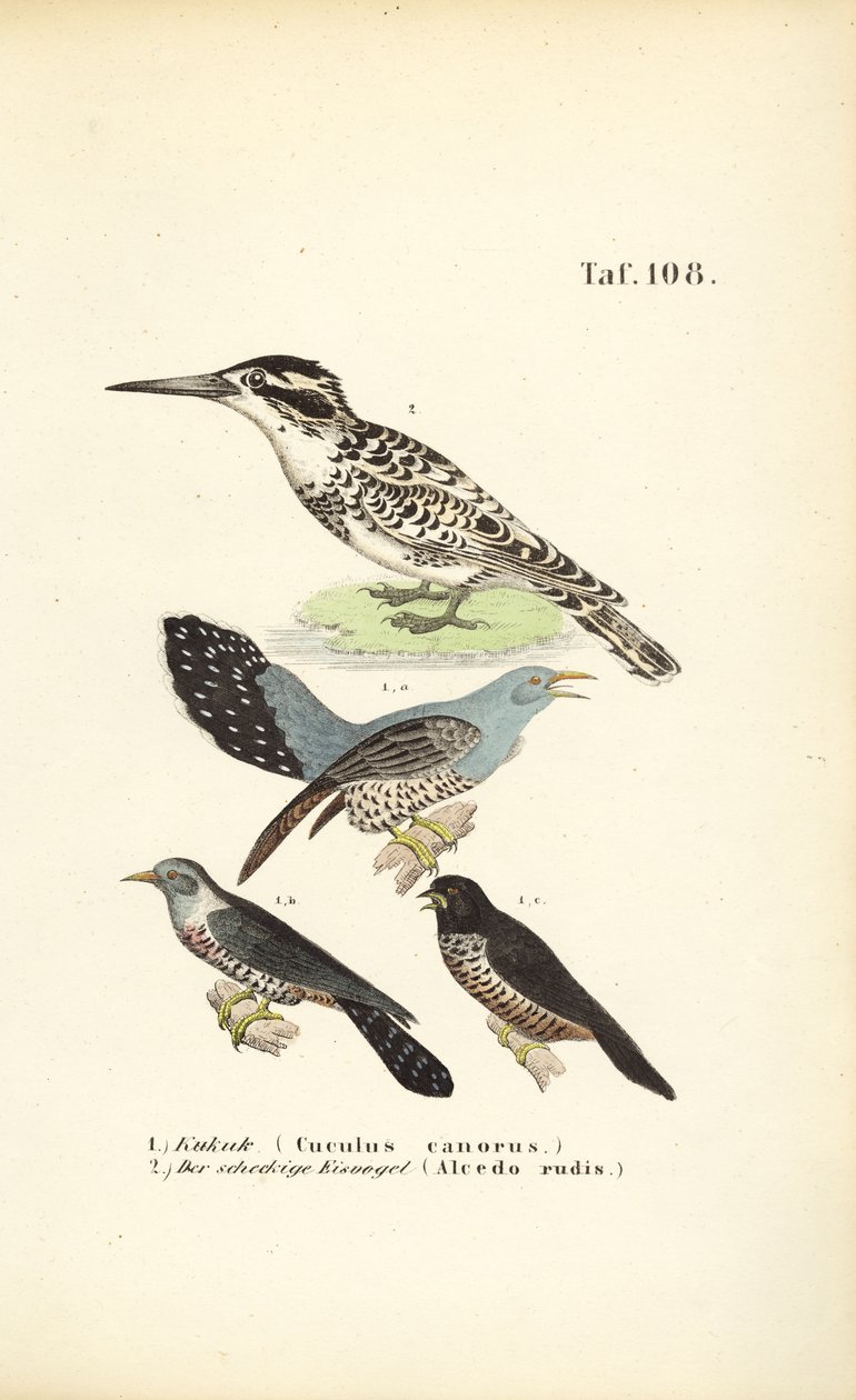 Almindelig gøg og isfugl af J. W. Tenhaeff