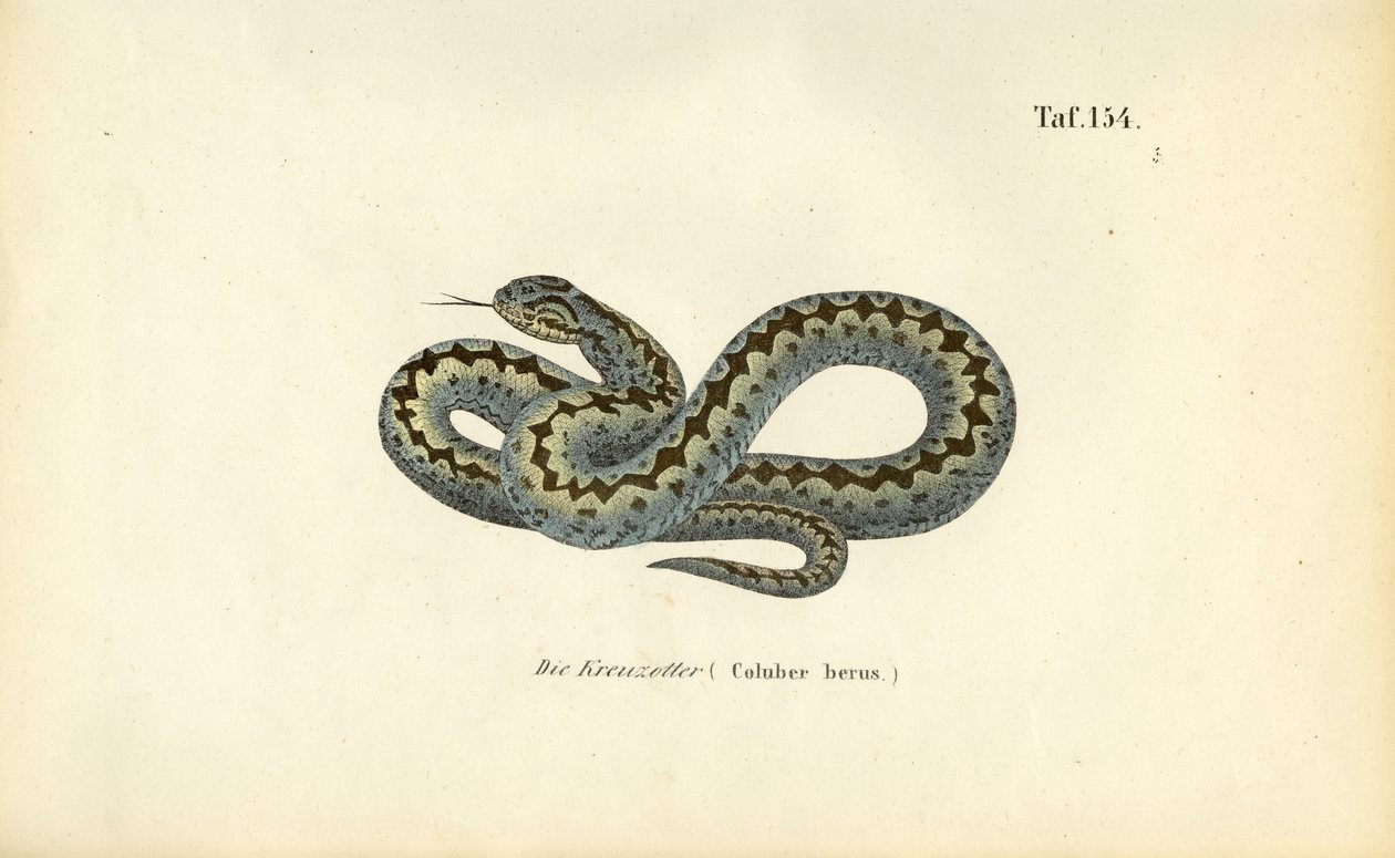 Fælles europæisk adder af J. W. Tenhaeff