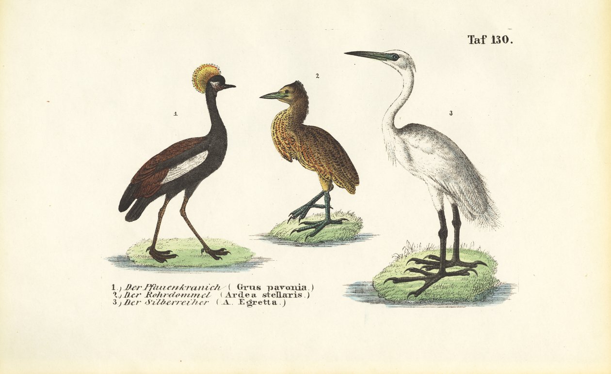 Traner og hejrer af J. W. Tenhaeff