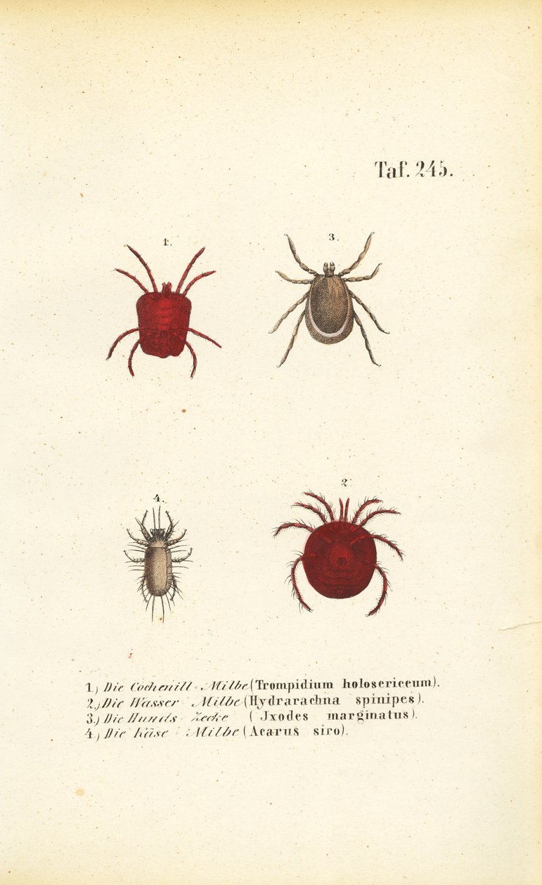 Forskellige arter af mider og flåter af J. W. Tenhaeff