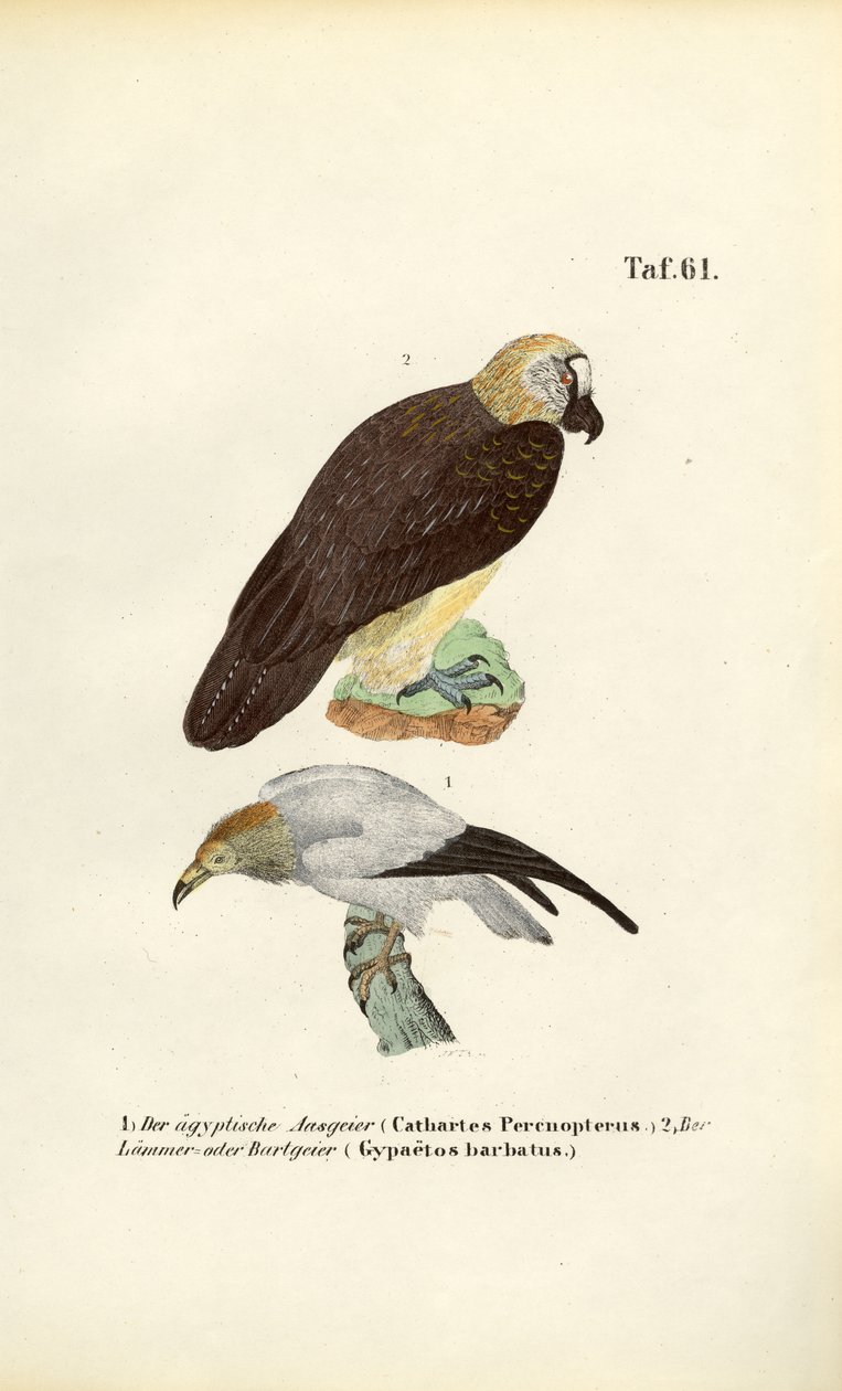 Gåsegrib og lammegrib af J. W. Tenhaeff
