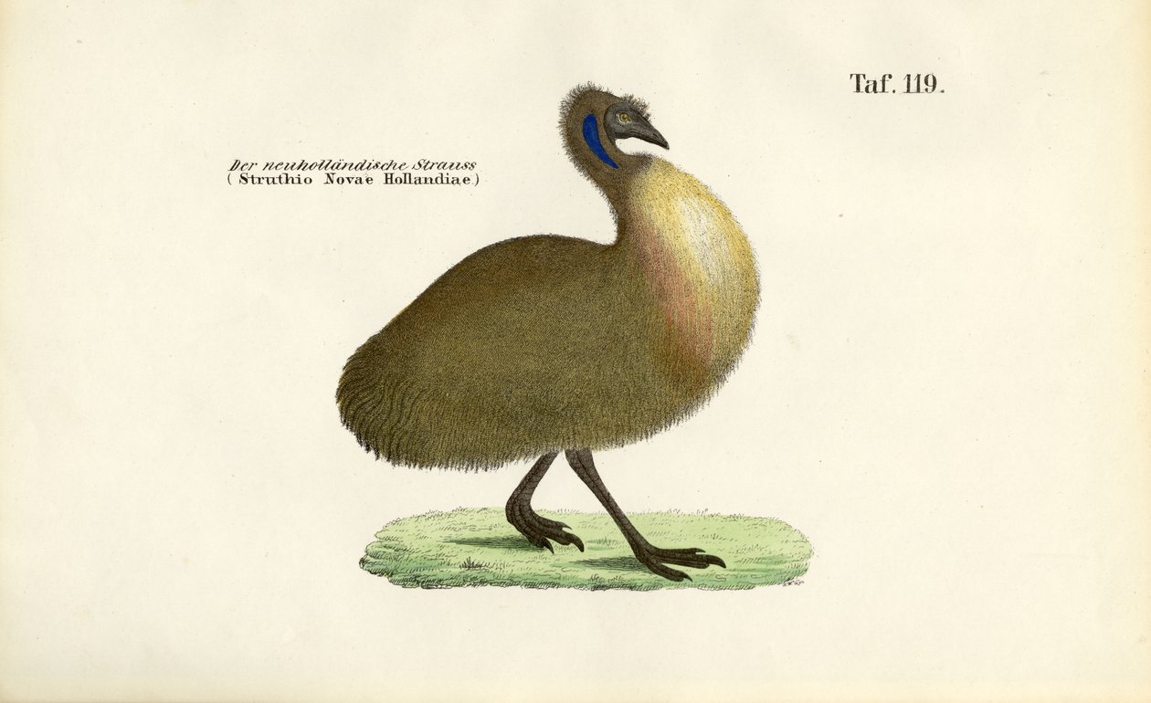 Emu af J. W. Tenhaeff
