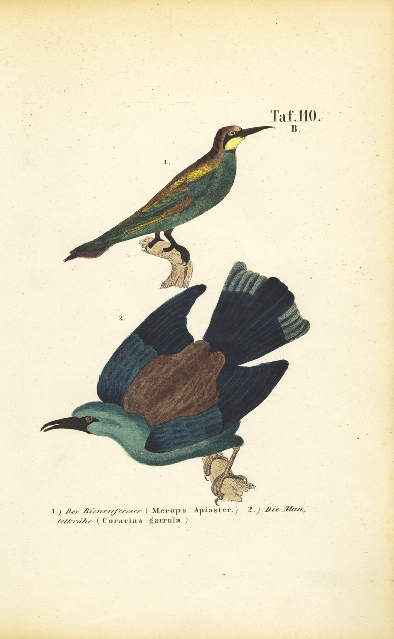 Europæisk biæder og europæisk rulle af J. W. Tenhaeff