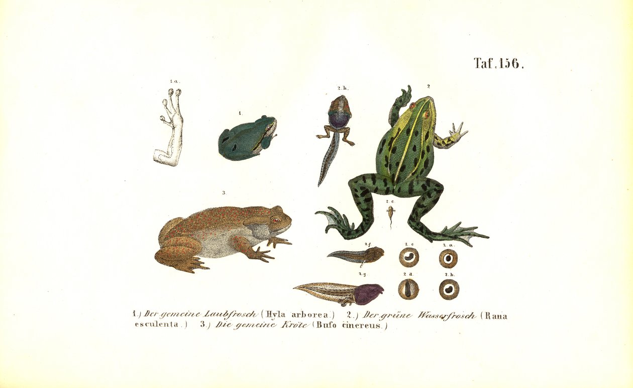 Løvfrøer og strandtudser af J. W. Tenhaeff