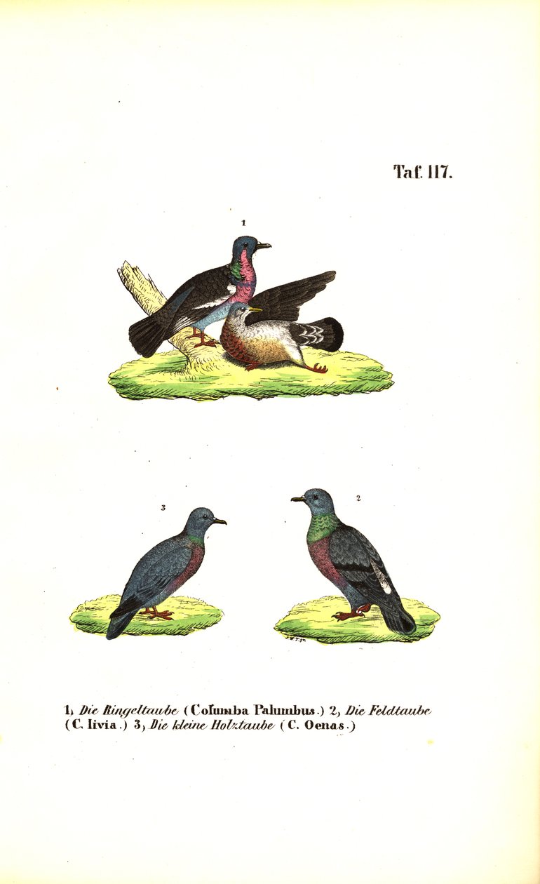 Europæiske vilde duer af J. W. Tenhaeff