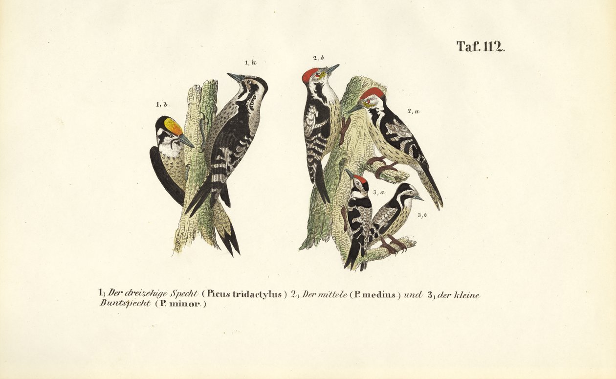 Europæiske spættearter af J. W. Tenhaeff