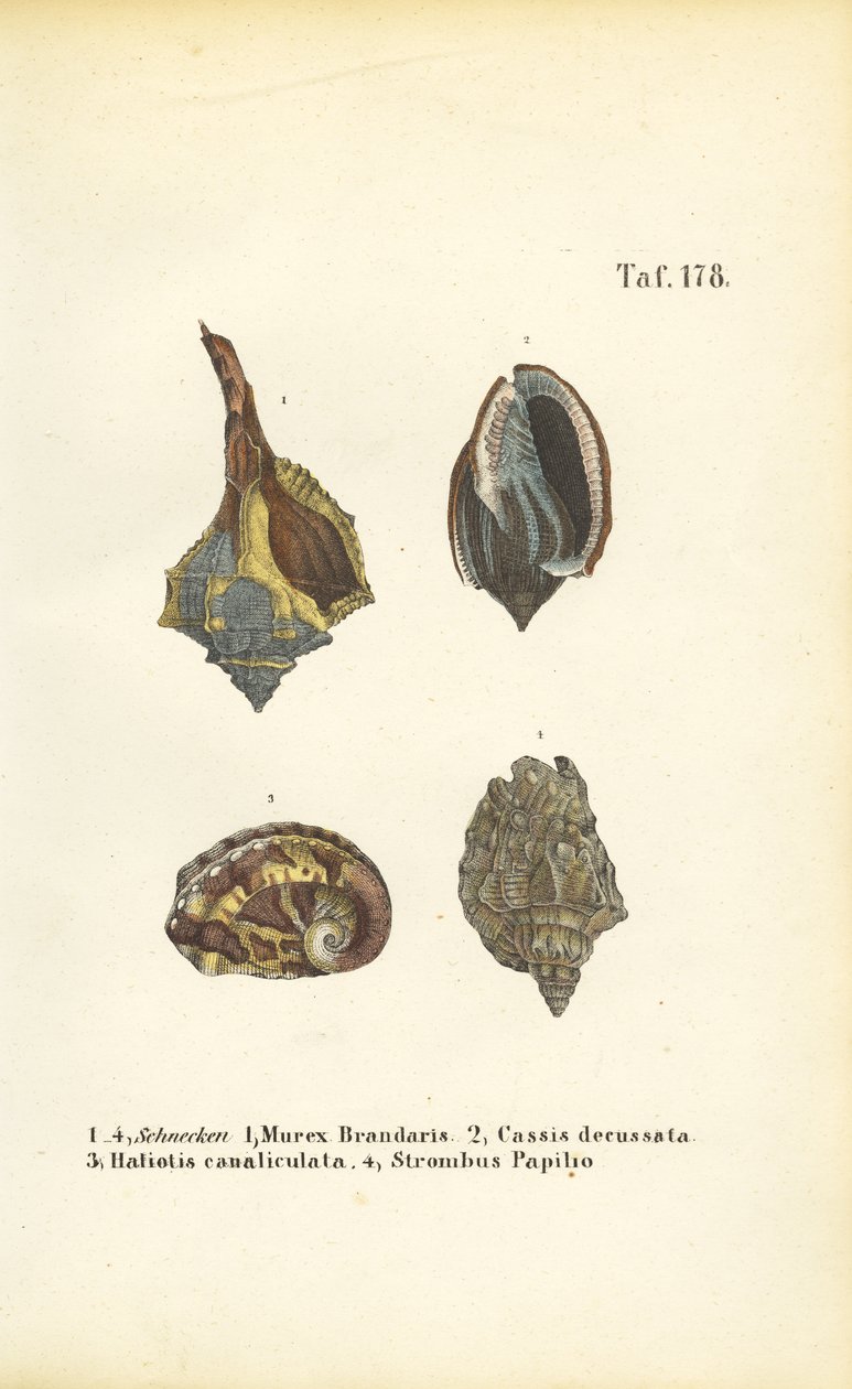 Eksotiske havsnegle af J. W. Tenhaeff