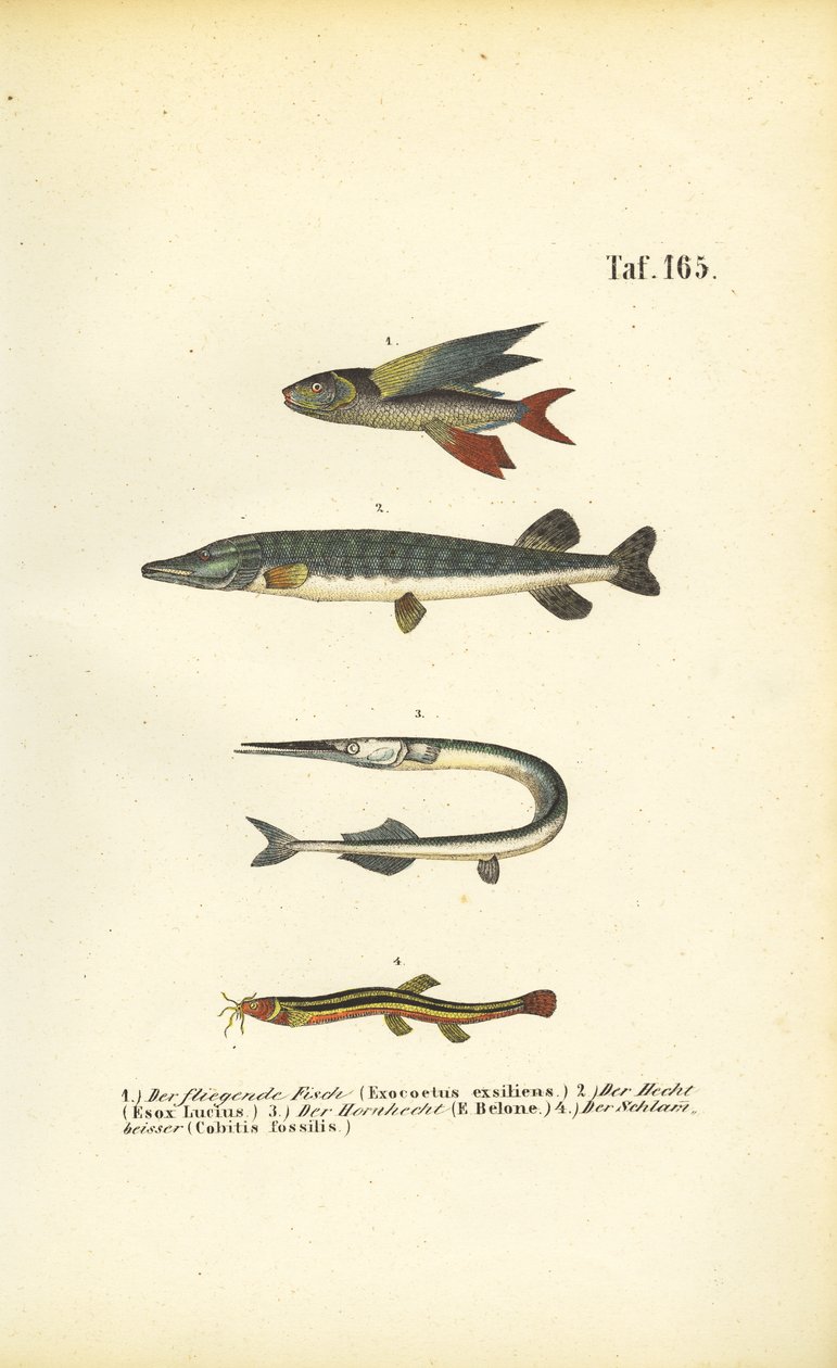Flyvefisk, gedde og loach af J. W. Tenhaeff