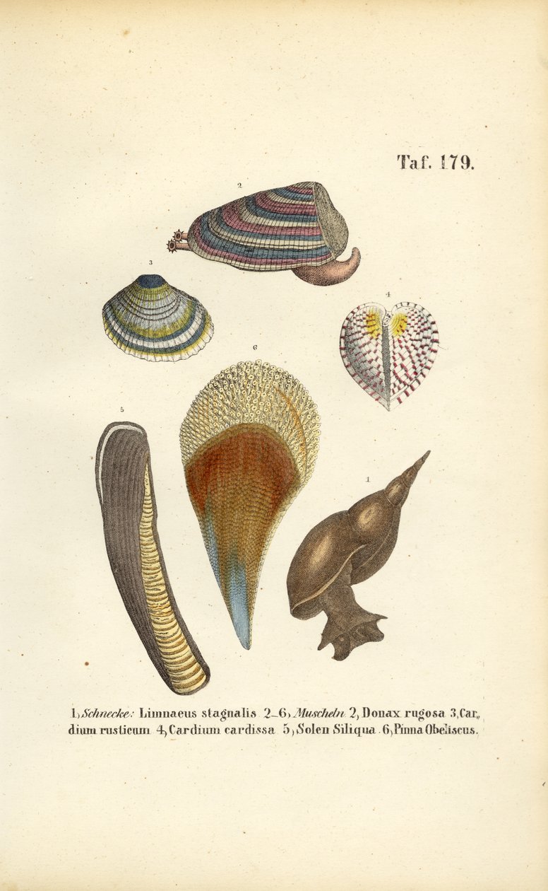 Ferskvandssnegle og muslinger i havet af J. W. Tenhaeff