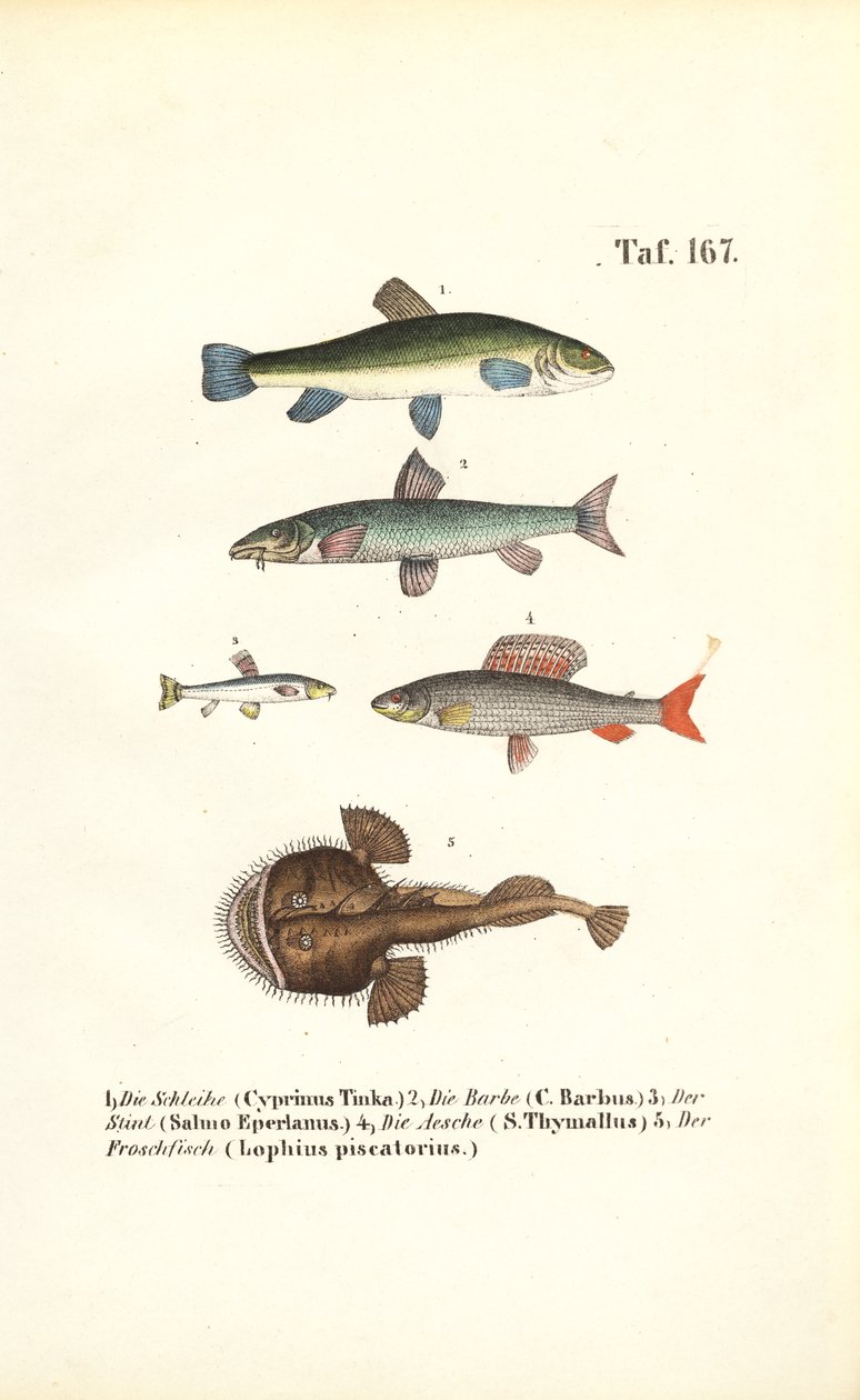 Ferskvands- og havfisk af J. W. Tenhaeff