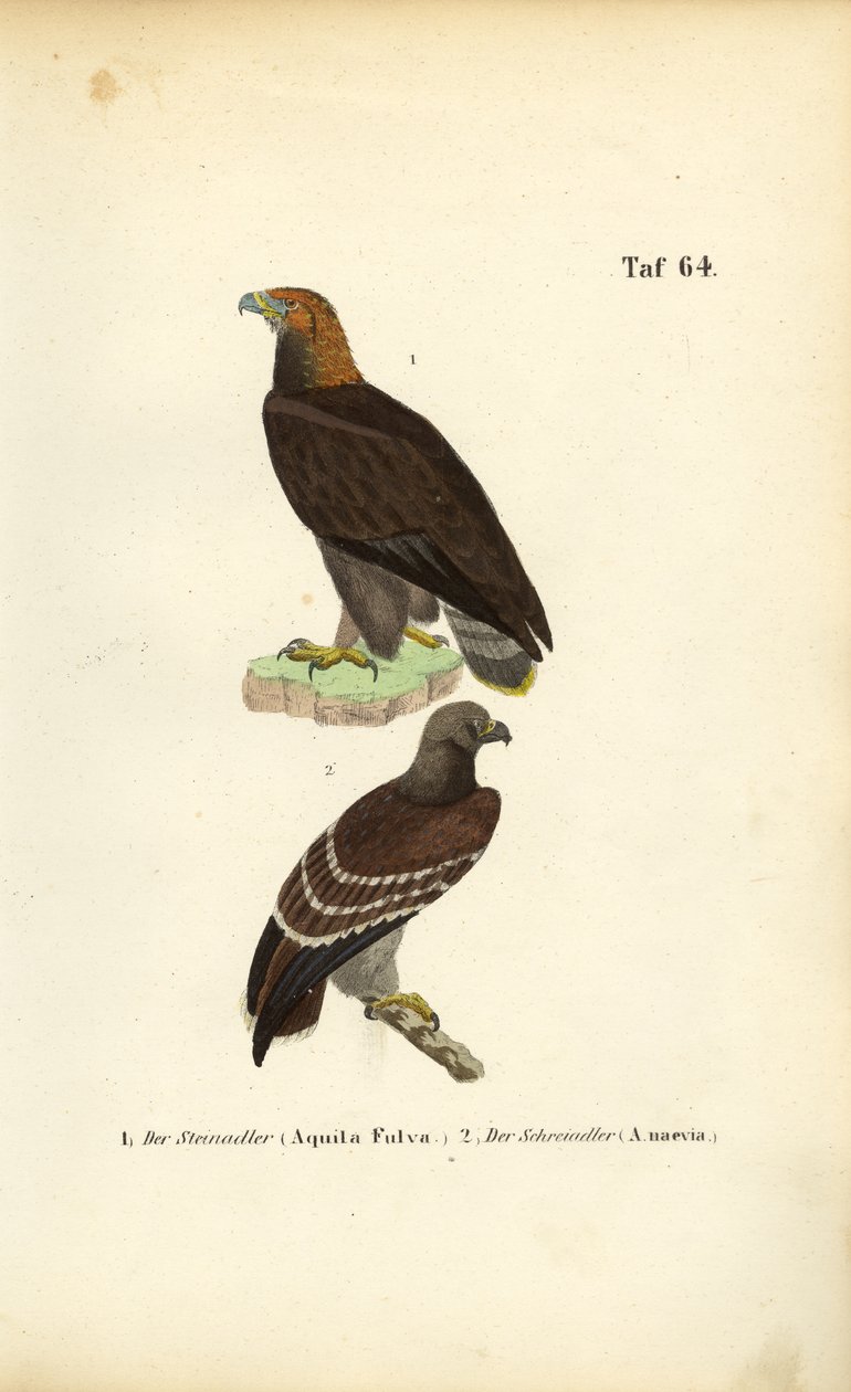 Kongeørn og lille skrigeørn af J. W. Tenhaeff