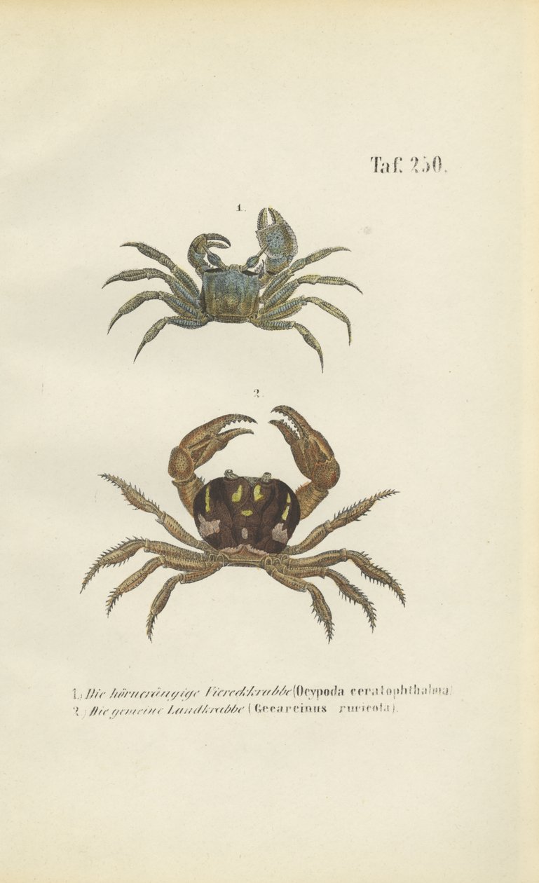 Hornøjet spøgelseskrabbe og landkrabbe af J. W. Tenhaeff