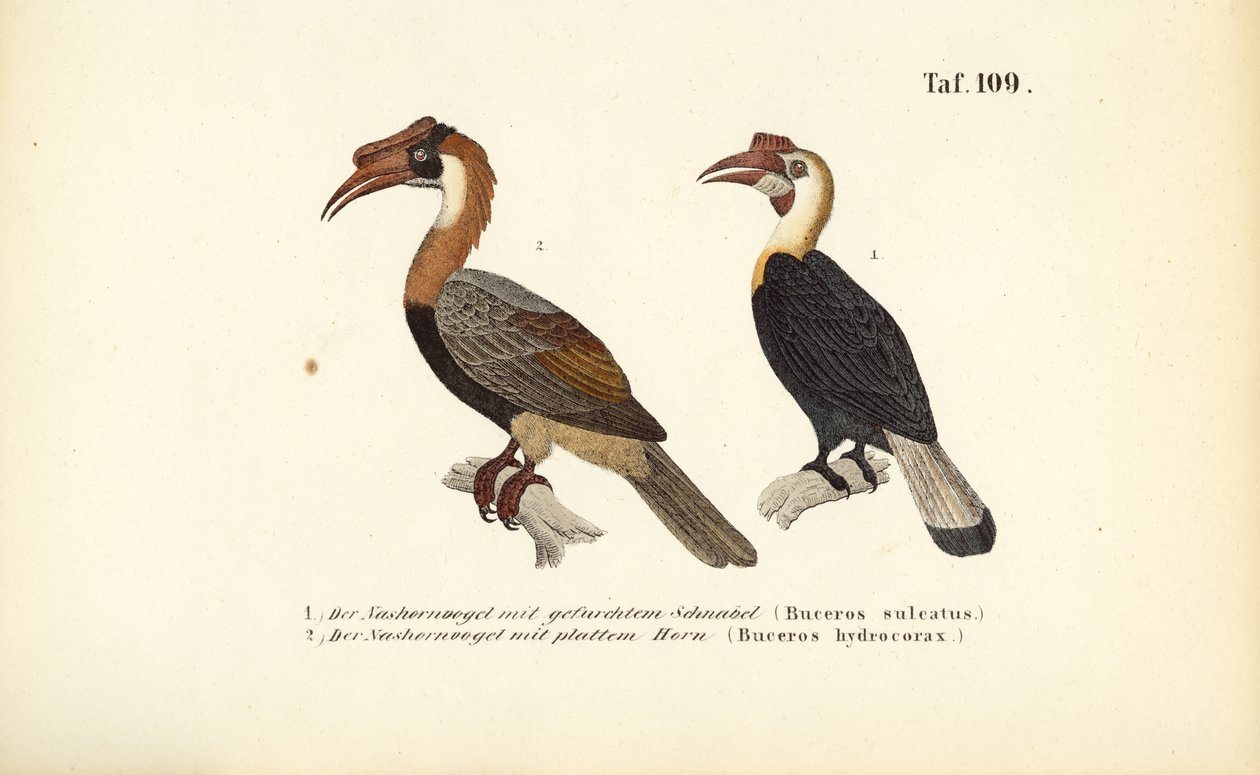 Næsehornsfugle fra Sydøstasien af J. W. Tenhaeff