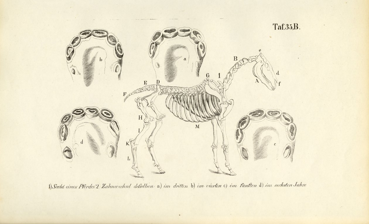 Hestens anatomi: Skelet og tandudvikling af J. W. Tenhaeff