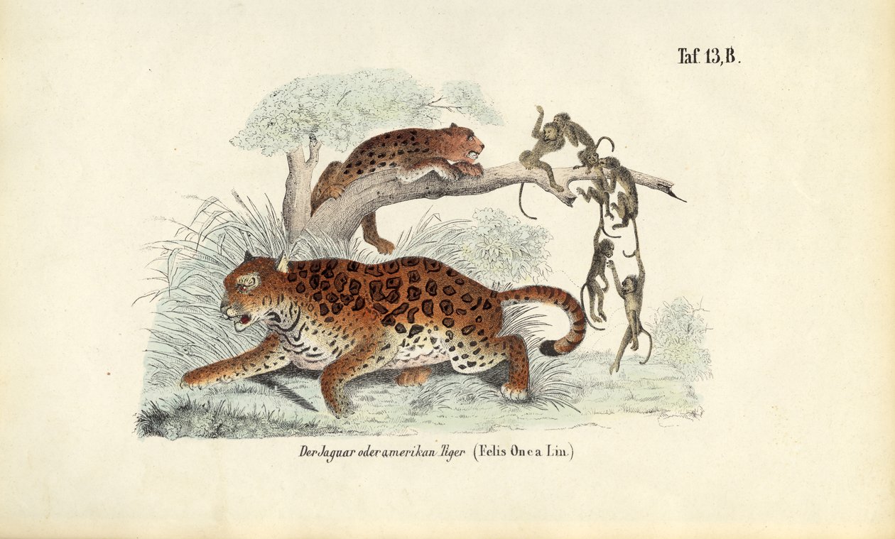 Jaguar og aber af J. W. Tenhaeff
