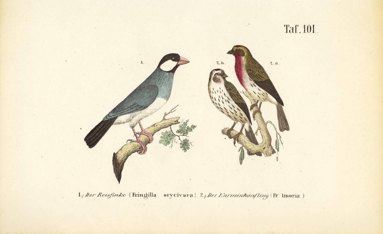 Jernspurv og rosenfinke af J. W. Tenhaeff
