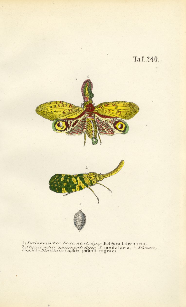 Lanternefluer og sort poppelbladlus af J. W. Tenhaeff