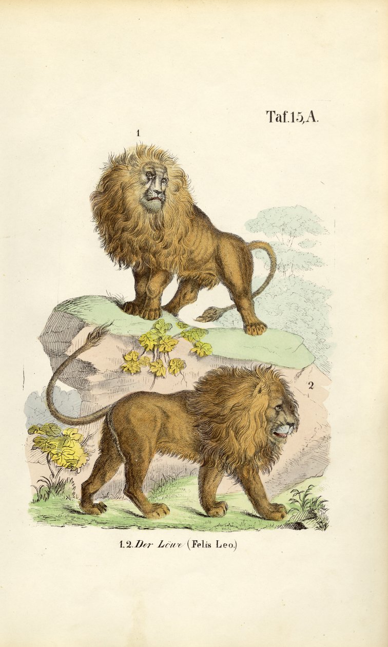 Løver i forskellige positurer af J. W. Tenhaeff