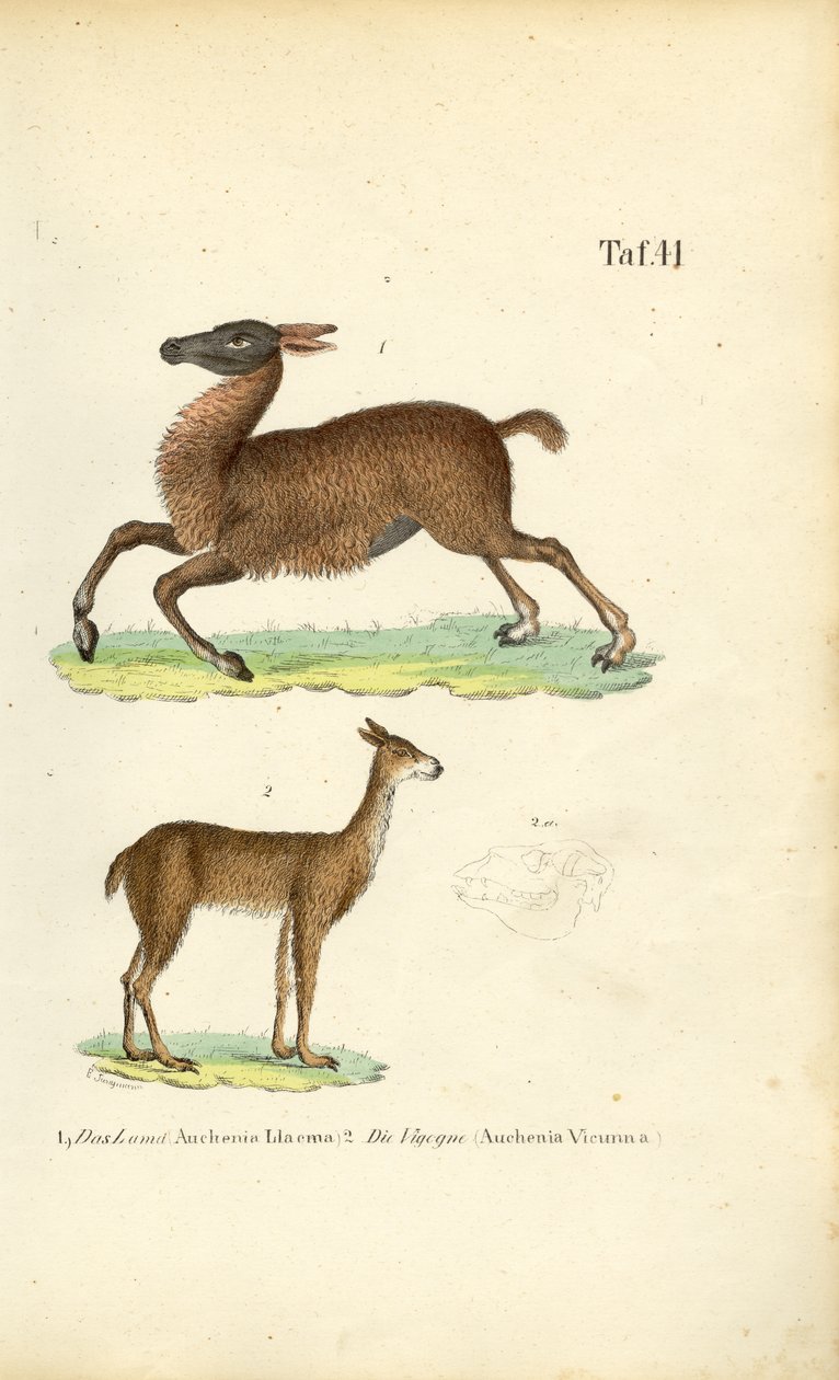 Lama og vicuña af J. W. Tenhaeff