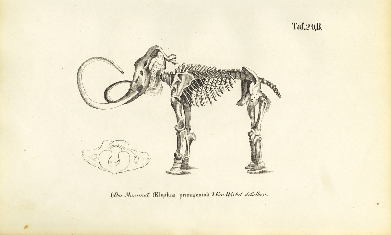 Mammut-skelet af J. W. Tenhaeff