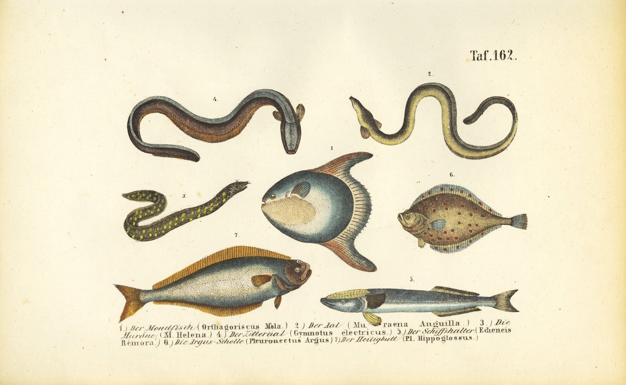 Havfisk og ål af J. W. Tenhaeff