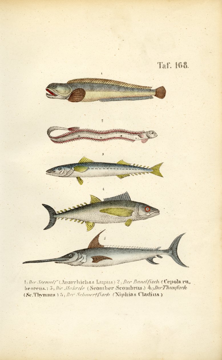 Havfisk i europæiske farvande af J. W. Tenhaeff