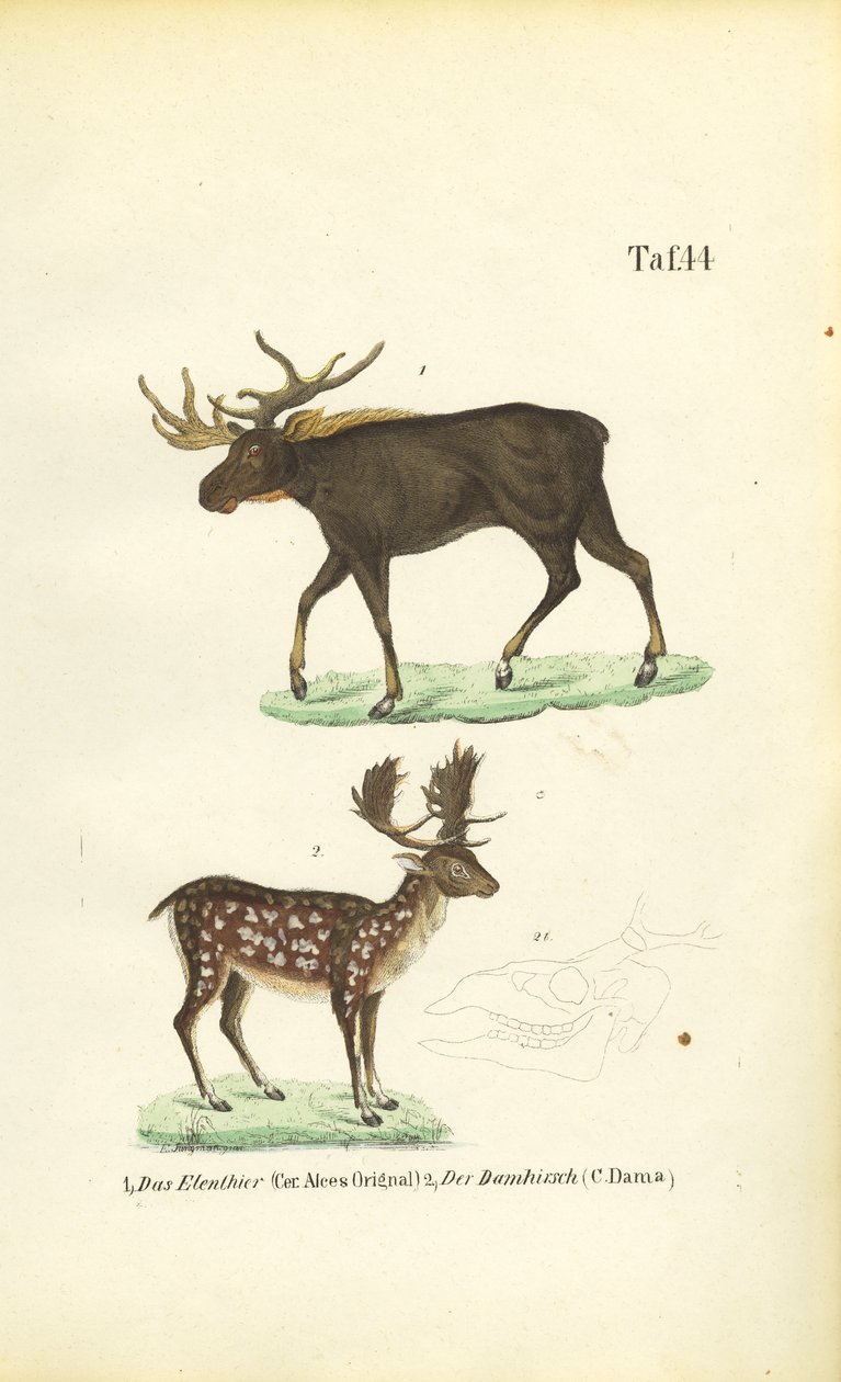 Elge og dådyr af J. W. Tenhaeff