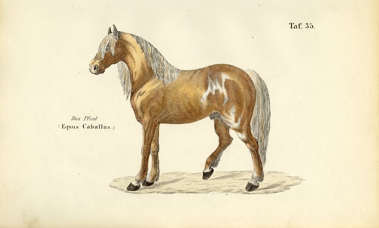 Ædel hest af J. W. Tenhaeff