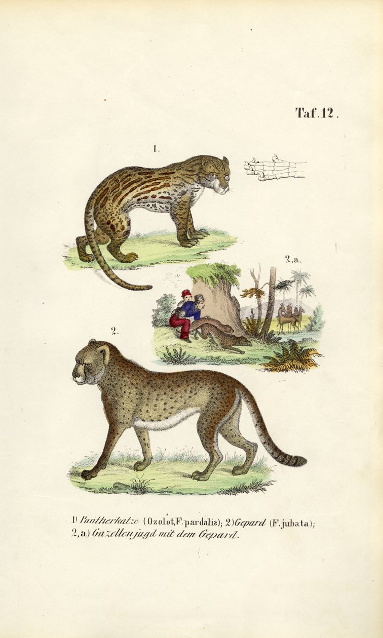 Ozelot, gepard og gepardjagt af J. W. Tenhaeff