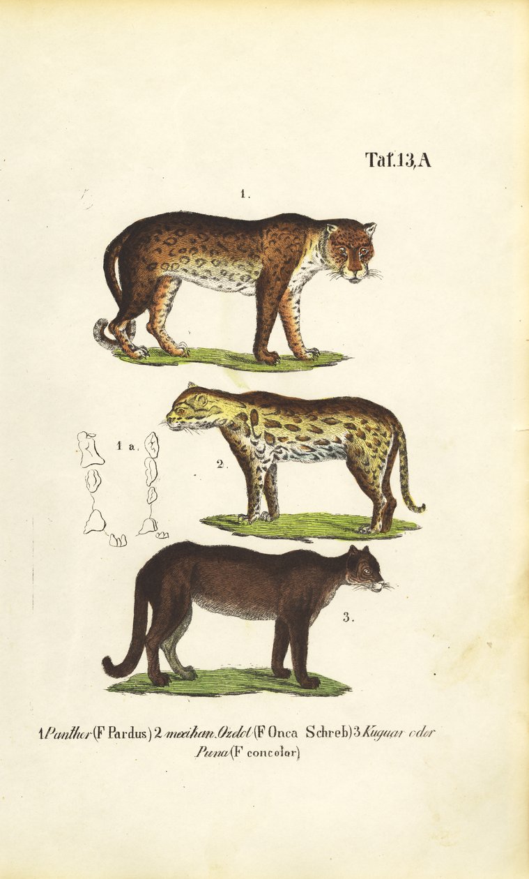 Panter, Jaguar og Puma af J. W. Tenhaeff