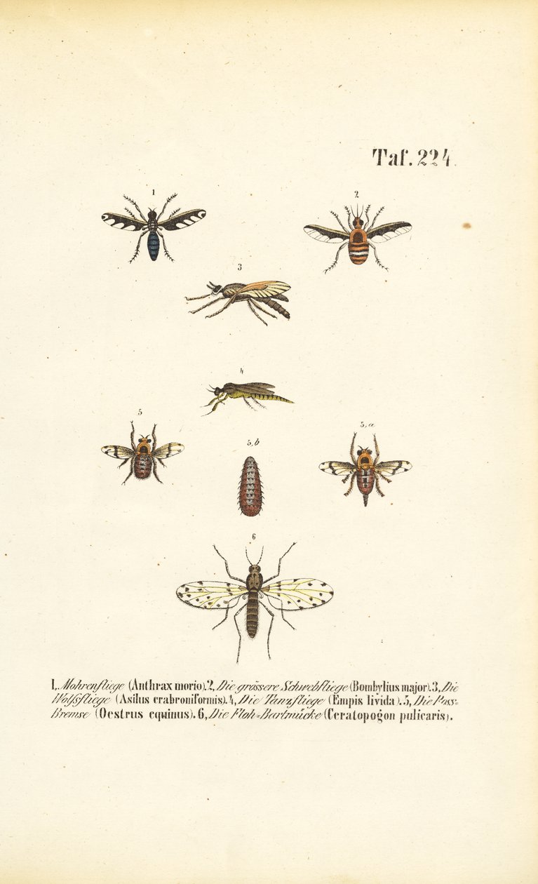 Rovdyr og parasitiske fluearter af J. W. Tenhaeff