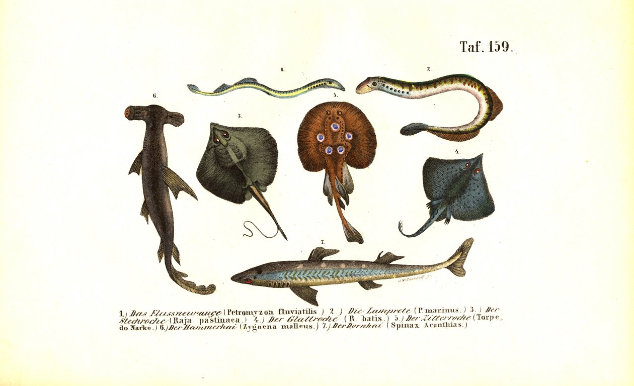 Primitive fisk og rokker af J. W. Tenhaeff