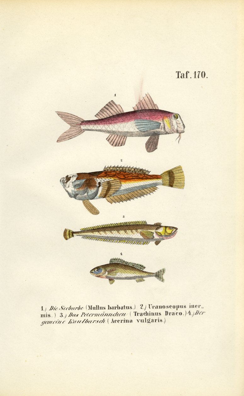 Rød multe og bundlevende fisk i europæiske kystfarvande af J. W. Tenhaeff