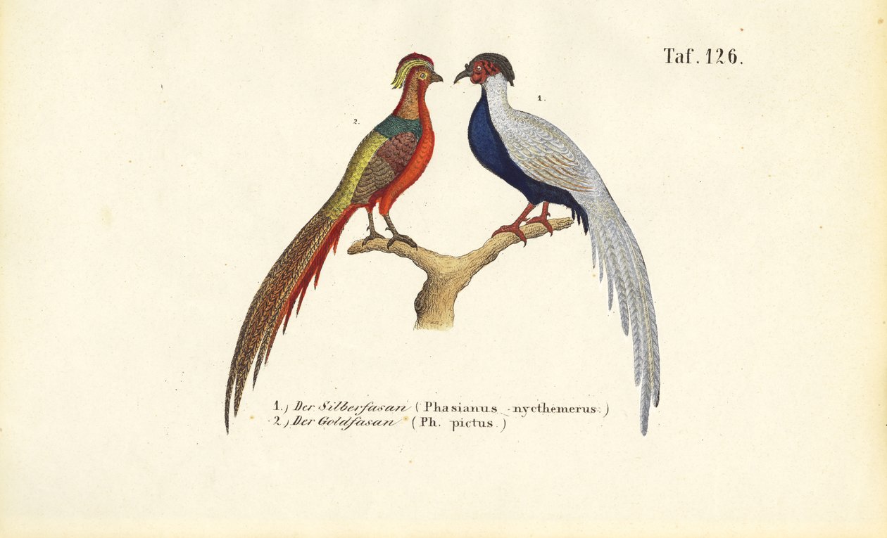 Sølvfasan og guldfasan af J. W. Tenhaeff