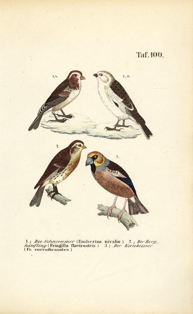 Snespurv, gærdesmutte og kernebider af J. W. Tenhaeff