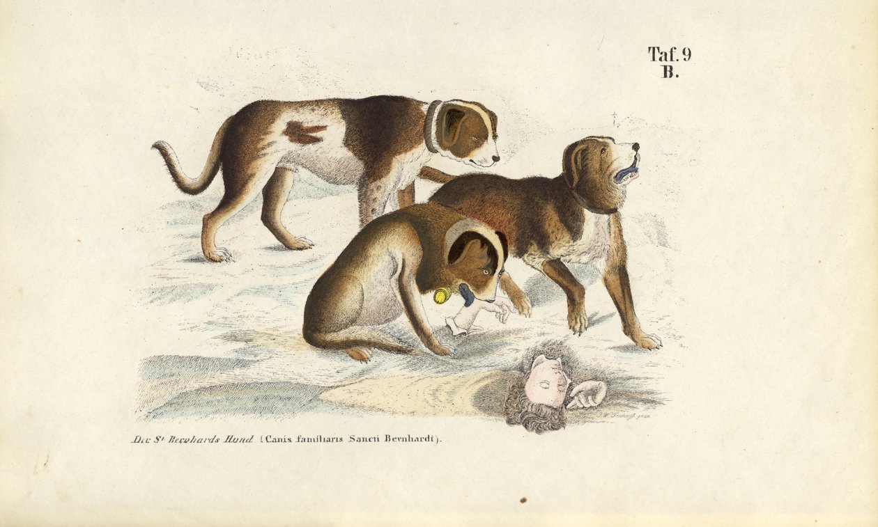 Sankt Bernhardshunde under redning af J. W. Tenhaeff